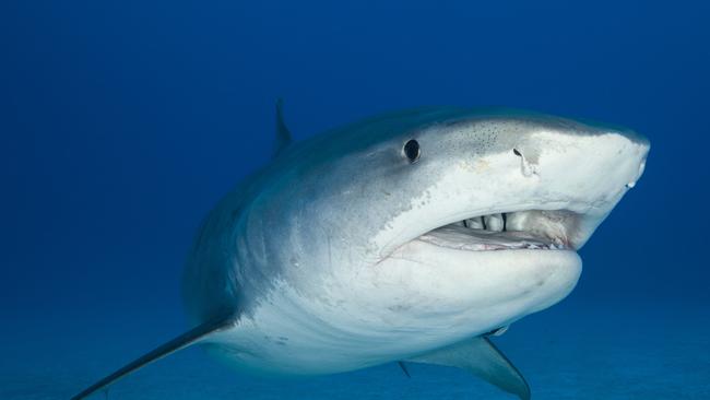 A tiger shark.