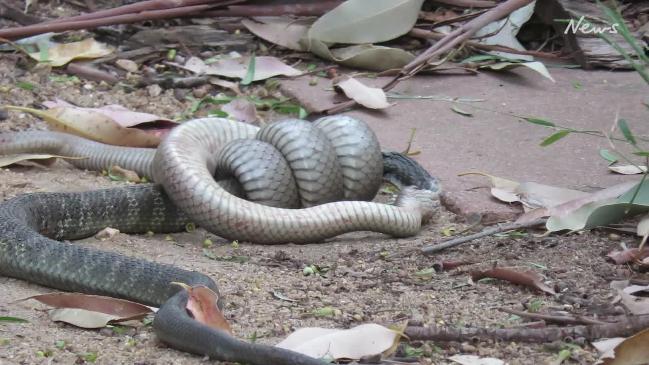 Snake Catcher Bitten By Deadly Snake ‘felt Nothing’ 