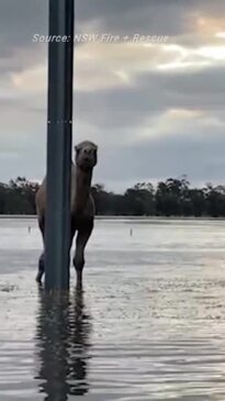 Camels rescued from floodwaters in Moama