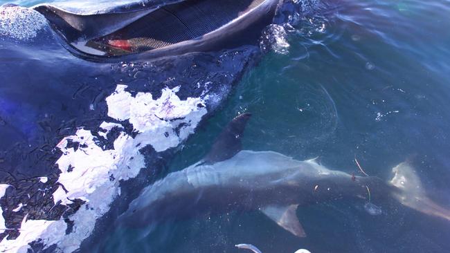 White pointer shark feeding on carcass of dead southern right whale in Backstairs Passage off Cape Jervis in July, 2001.