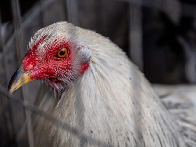 AUSTIN, TEXAS - JANUARY 23: A rooster is held in a cage on a farm on January 23, 2023 in Austin, Texas. The poultry industry as well as private flocks are suffering a health crisis as a bird flu continues to spread across the United States, contributing to a spike in egg prices. Almost 60 million birds have been infected in the worst outbreak on record.   Brandon Bell/Getty Images/AFP (Photo by Brandon Bell / GETTY IMAGES NORTH AMERICA / Getty Images via AFP)