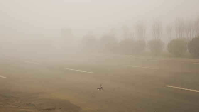 A bird flies in heavy smog in Beijing, China. Picture: Lintao Zhang/Getty Images