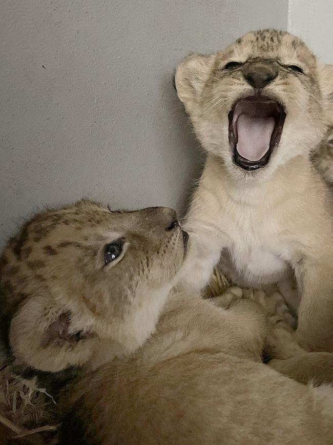 Week five: Cubs becoming more playful and curious. Picture: Supplied