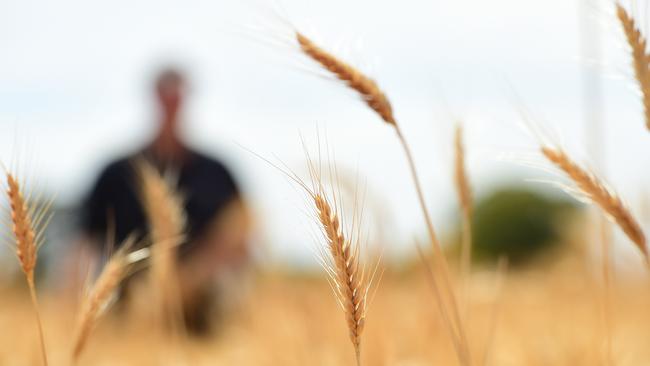 Tumbling down: Wheat prices fall, reflecting the weakness in global markets.