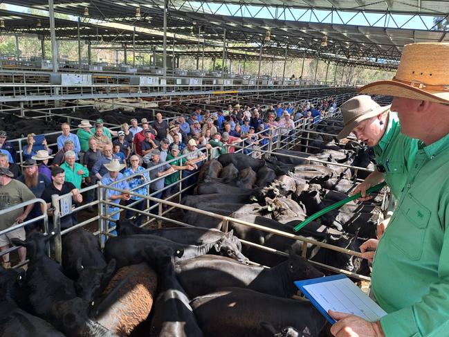 Selling action at the Yea weaner sale.