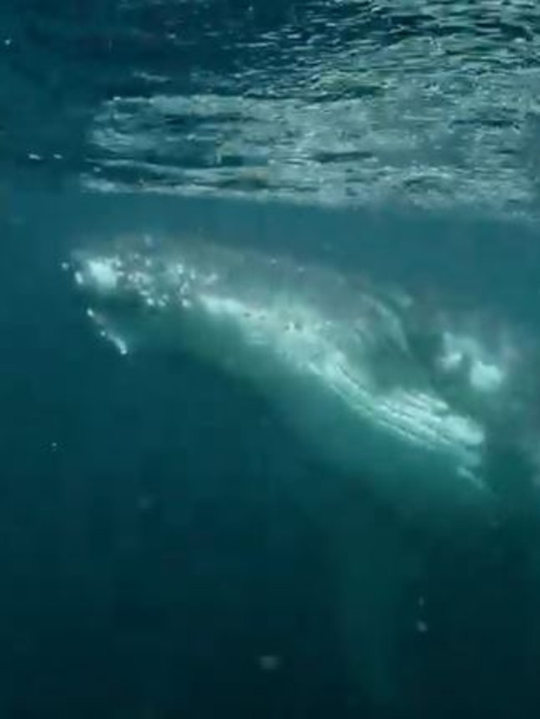 The majestic humpback ways are very inquisitive.