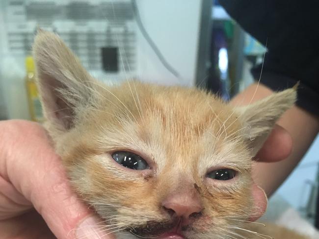 Authorities are still investigating after a kitten – Charlie – was found dumped in a Park Ridge residence wheelie bin last Monday.