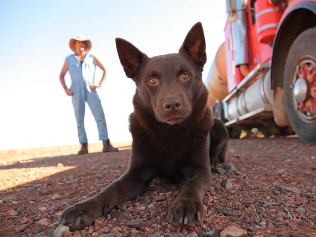 Australian film Red Dog.