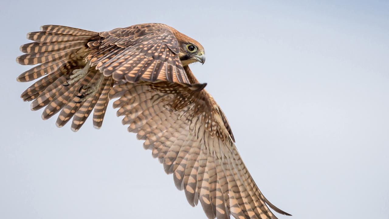 Outback in Focus photography competition finalist. Brown falcon at Lochern National Park, in central west Queensland, photographed by Angus Emmott.