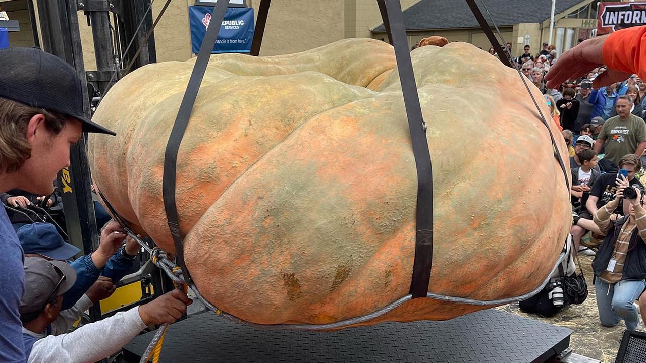 The pumpkin weighs more than four male polar bears in total. Picture: AFP Photo / Half Moon Bay’s World Championship Pumpkin Weigh-Off