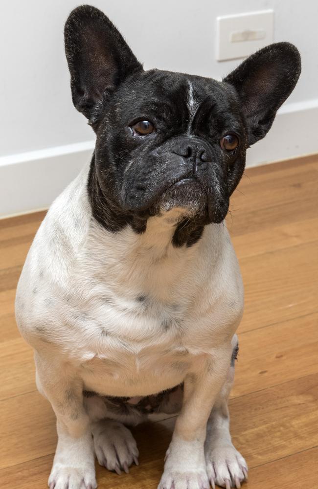 <b>French bulldog: </b>Poor Charlie has already had four operations and is not even two years old. She had a cherry eye removed, a corkscrew tail and two operations on her knee. We love her to bits.n.