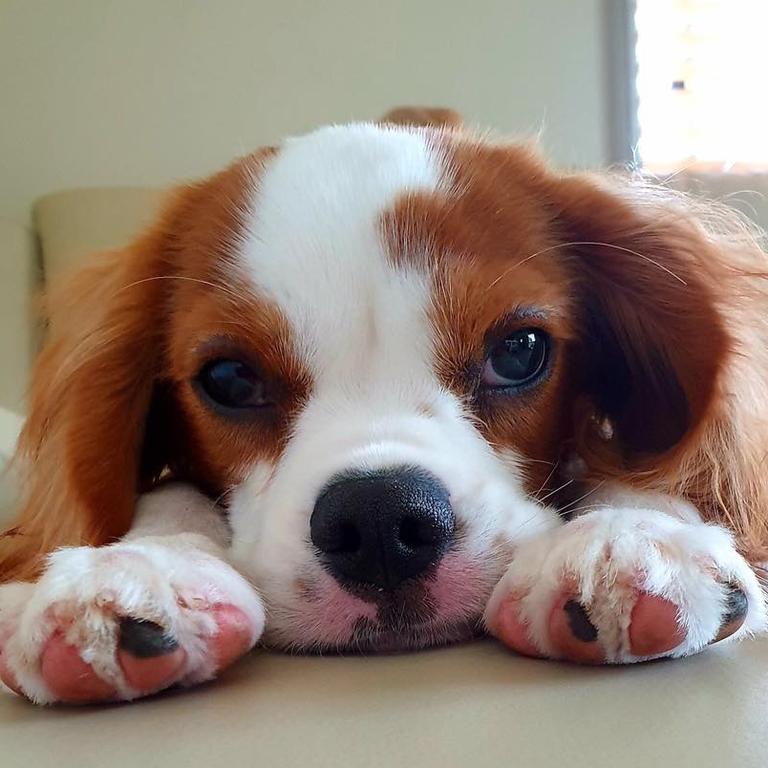 Beau, 6 months old, Cavalier King Charles Spaniel. Picture: Beth Spranklin