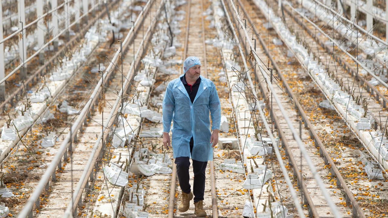 Mathew Fergusson inside a greenhouse that should be full of tomato plants. Picture: Brett Hartwig