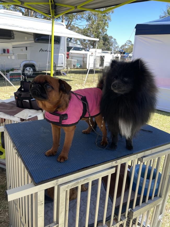 Frank and Beau at the Lang Lang Pastoral Agricultural and Horticultural Show on Saturday, January 18, 2025. Picture: Jack Colantuono