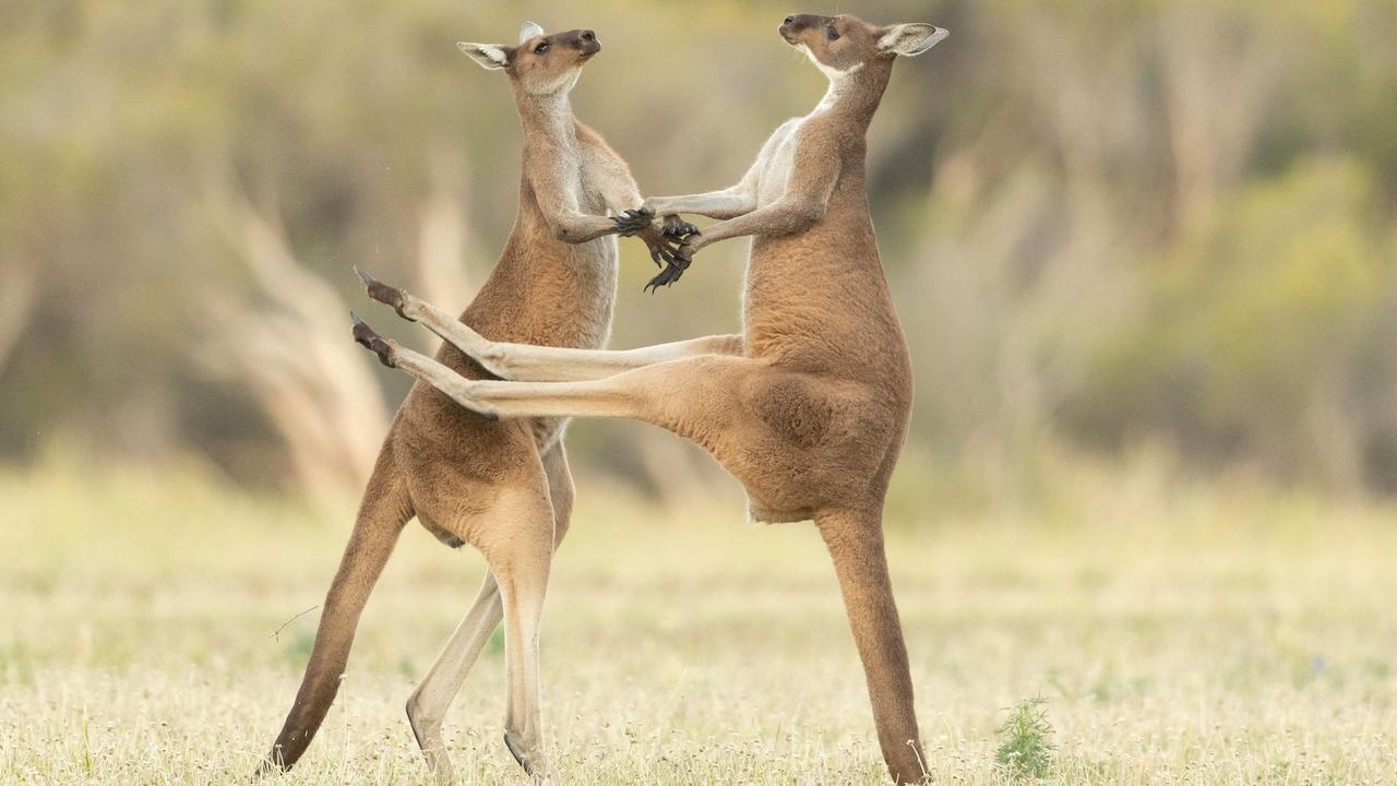 “Missed: Two Western Grey Kangaroos were fighting and one missed kicking him in the stomach.” Perth, Western Australia. Picture: The Comedy Wildlife Photography Awards 2021/Lea Scaddan