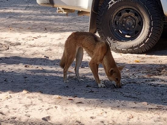 Image realeased by QLD Govt  of untagged Dingo on Fraser Island. Rangers on K’gari (formerly Fraser Island) are attempting to identify an untagged female dingo (wongari) that bit a two-year-old boy on the thigh on 13 June 2024.