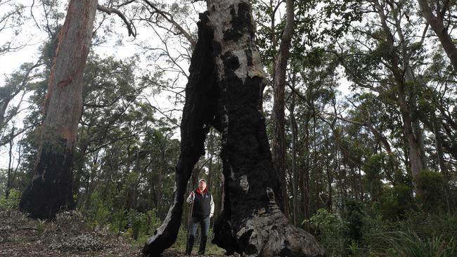 Bina Burra Lodge chairman Steve Noakes looks over the property which although having bounced back, still bears the scars. Picture: Glenn Hampson