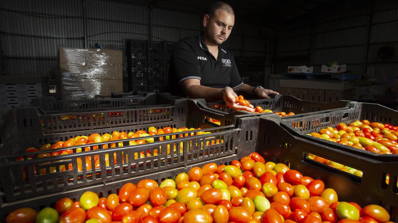 South Australians are being urged to eat local tomatoes this festive period. Grower Jack Cafcakis Grower with his harvest. Picture: Brett Hartwig