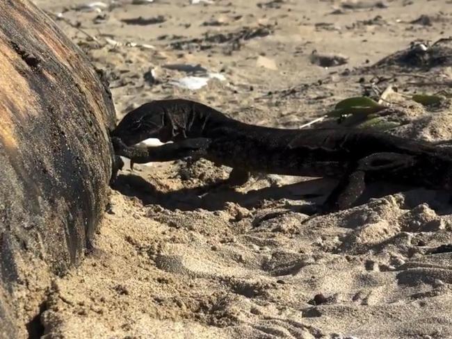 Kangaroo Island goanna spotted eating a dead whale