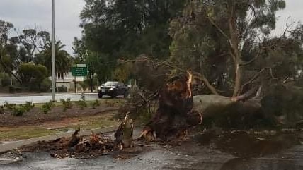 Trees were ripped out of the ground along the Sturt Highway near Renmark during the storm. Picture: Sam Owens.