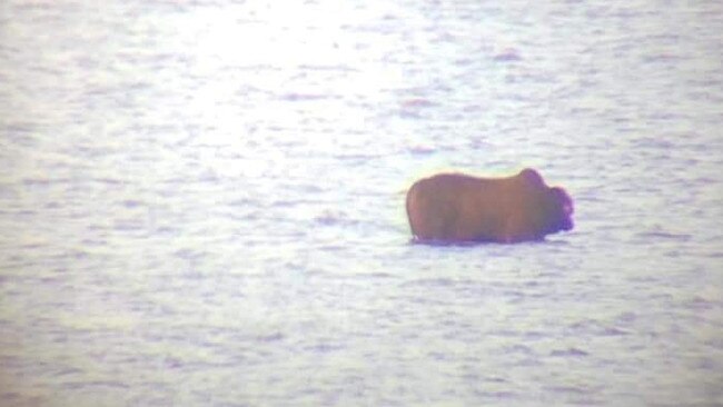 The bull went missing in flood waters.