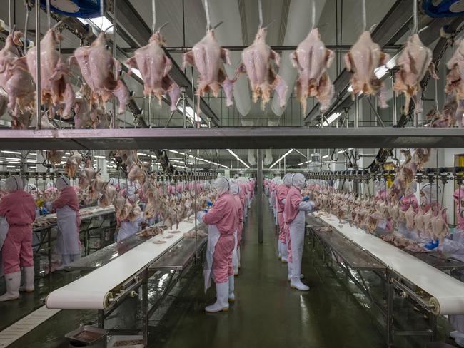 COFCO’s largest chicken facility processes 120 million chickens per year (today 200,000, pre-holiday periods up to 400,000) with over 2,000 employees working a single eight hour shift. 90% of their chicken is for domestic consumption, and 10% for other parts of Asia. Picture:George Steinmetz for National Geographic/World Press Photo