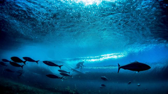 Duncan McFarlane’s underwater shot of surfer Shane Dorian.