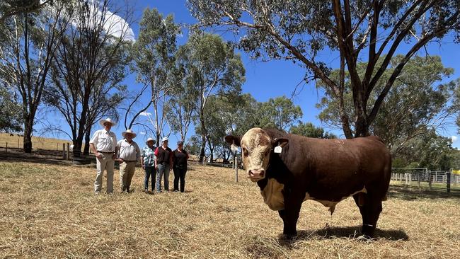The top-priced bull at Injemira Beef Genetics, Book Book in southern NSW was Injemira Patriarch T340 (PP), sired by Bowen Patriarch P017 (AI) (ET) (PP) from Injemira Happy Day J042 (P). Pictured with auctioneer Paul Dooley, Injemira Beef Genetics principal Marc Greening and purchasers Michelle Elsom and her daughters Emily and Grace, who paid $75,000. Picture: Nikki Reynolds