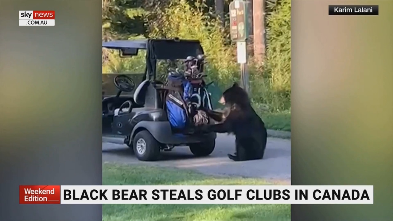 Black bear steals golf clubs | The Australian