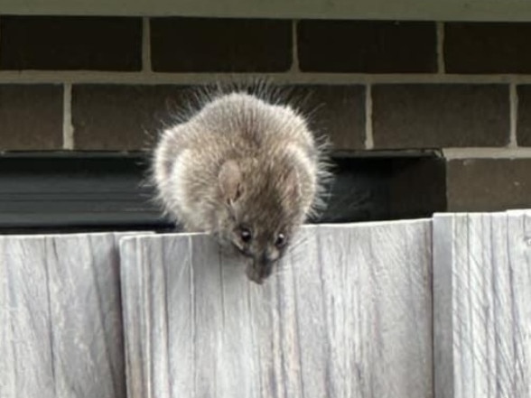 Residents in the southwest Sydney suburb of Austral are complaining of mice in and around their homes.