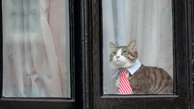 A cat looks out the window of Ecuador’s London Embassy in 2016. Mr Assange has clashed with his Ecuadorean hosts in recent months over internet access, visitors, his cat and other issues. Picture: Getty