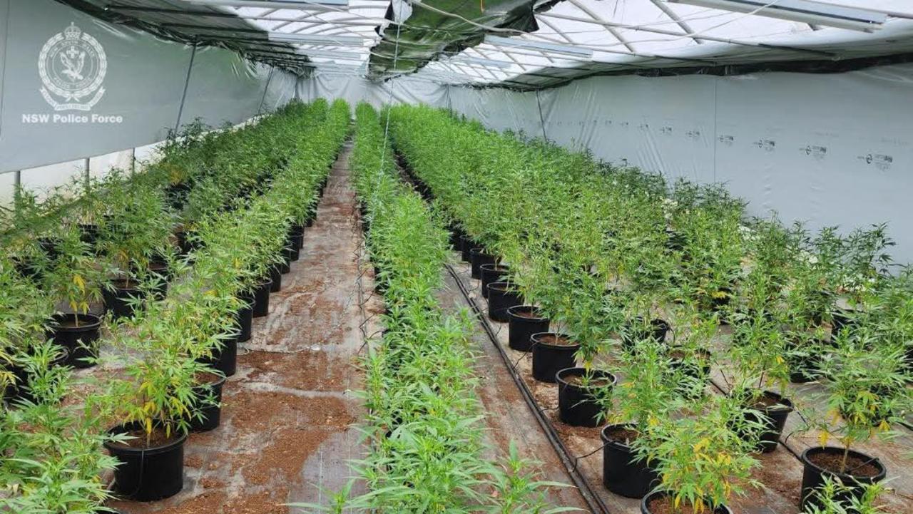 Part of the 4,000 strong cannabis crop found in ten hot houses at Woolgoolga on January 24 2025.