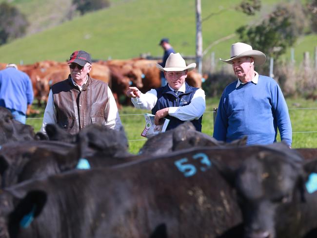 70 bulls were up for auction via the Helmsman auction system at the Paringa spring bull sale. Picture: Andy Rogers