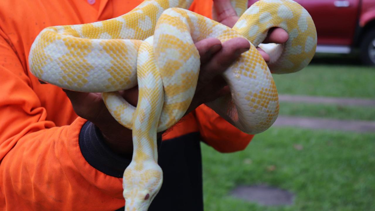 300+ snakes: Tradie’s incredible addiction revealed