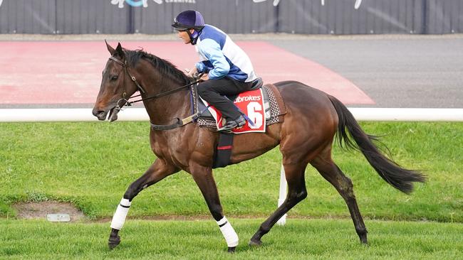 Yulong’s newest purchase Duais will be back in action at Flemington on Saturday. Photo: Scott Barbour–Getty Images.