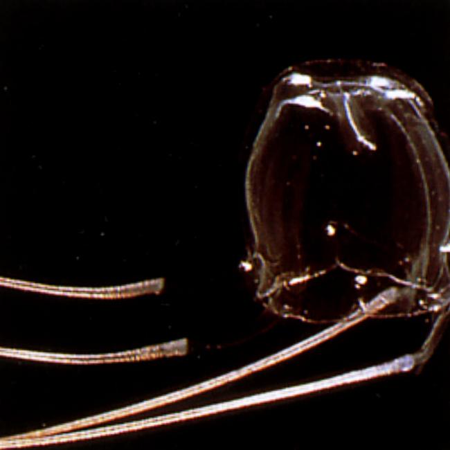 Jimble jellyfish has 3.5cm long box-shaped bell and four tentacles. Picture: Supplied