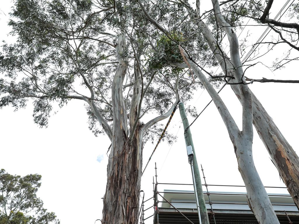 Hobart City Council quoted $60,000 to take this blue gum tree down. Picture: Mireille Merlet