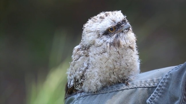 Baby Tawny frogmouth chick born at Australian Reptile Park