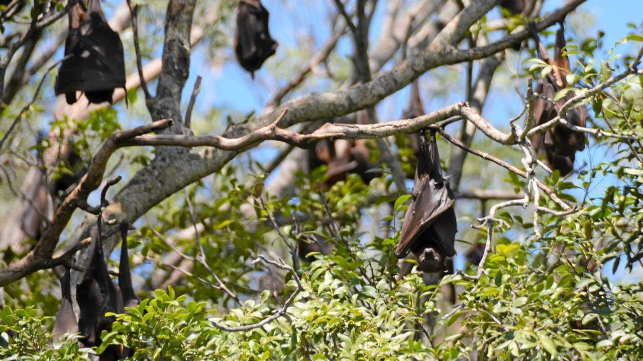 PROSTON PLAGUE: Residents are concerned the flying fox colony pose a threat, with the Australian Bat Lyssavirus resulting in three deaths since 1996. Picture: Kate McCormack