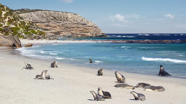 Seal Bay Conservation Park, Kangaroo Island, SA. Picture: SATC