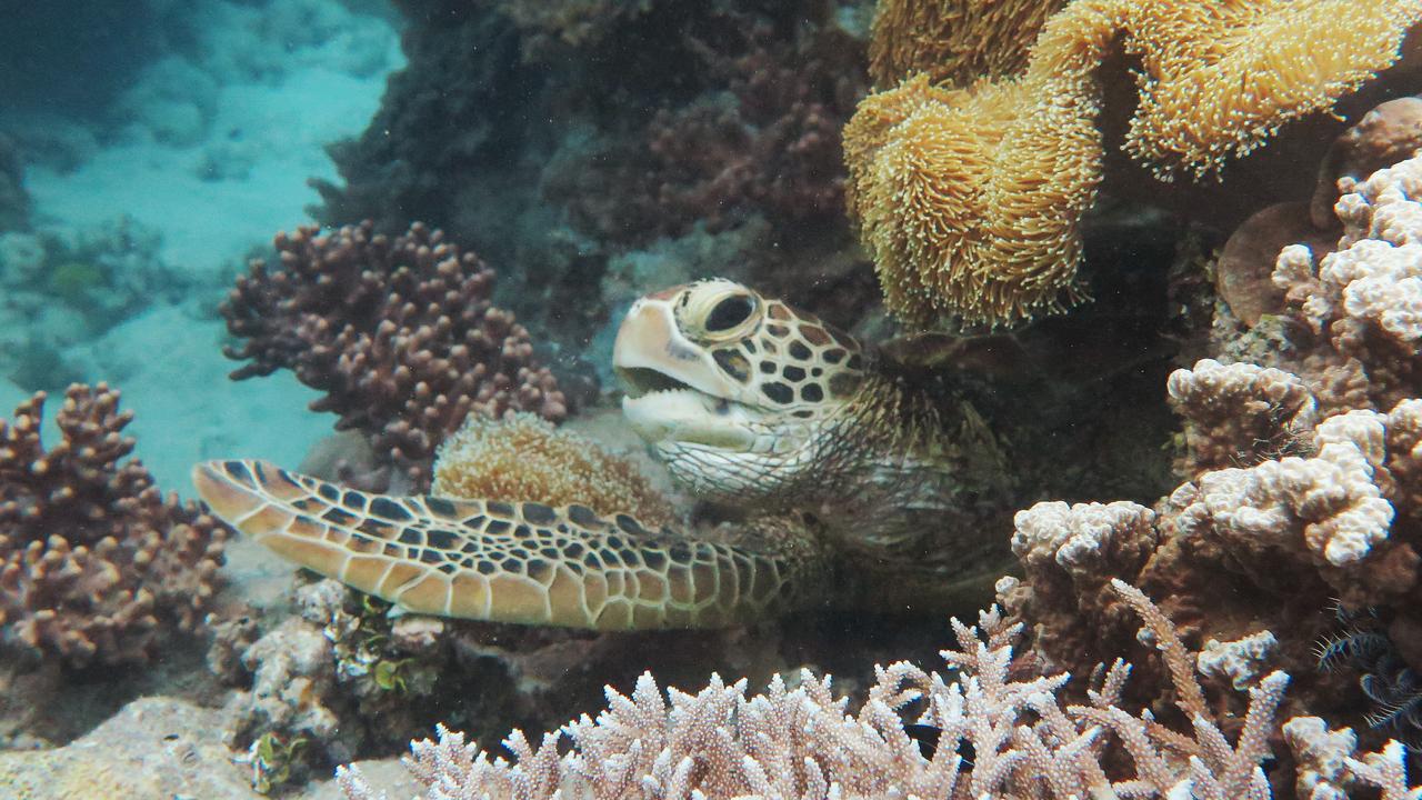 A large adult Green Turtle pokes its head out of its hiding hole between hard and soft coral growing on Saxon Reef, part of the Great Barrier Reef. Picture: Brendan Radke