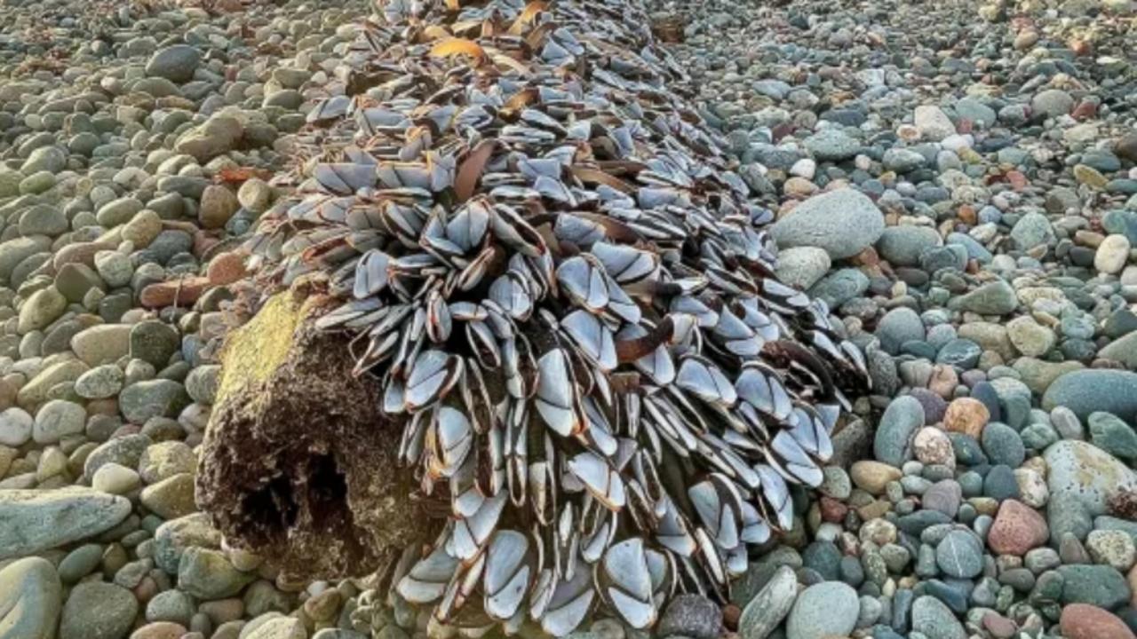 Rare white-shelled creatures found in Wales. Picture: SnapHappyDave/Daily Post Wales/Australscope