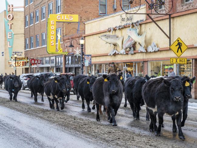 Cattle take a stroll along downtown Park Street on their way back to their ranch from winter pasture in Montana. Picture: William Campbell/Getty Images