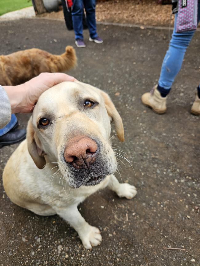 They're not just great truffle hunters, they're also adorable.