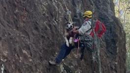 The rescue of Cooper the dog that took place this morning, November 30, on the side of Mt Ngungun in the Glass House Mountains.