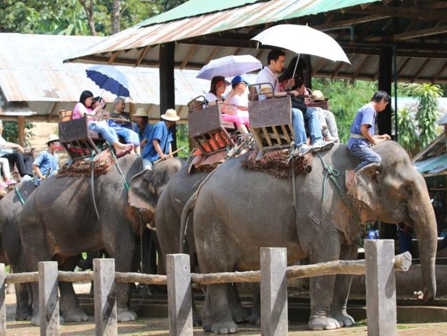 Elephants set off with tourists for a ride in Thailand. World Animal Protection launched a campaign to urge tourists to act responsibly on holiday, where local wildlife can be exploited for entertainment. Picture: World Animal Protection