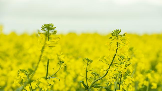 New European rules mean Australian canola growers are required to cut their farming areas by at least 5 per cent before they can sell into to European Union. Picture: ZOE PHILLIPS