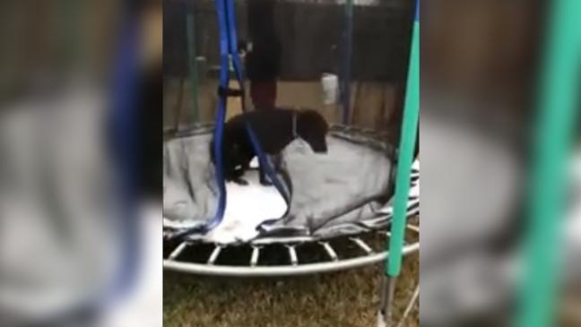 Dog Enjoys Jumping on Icy Trampoline in Texas