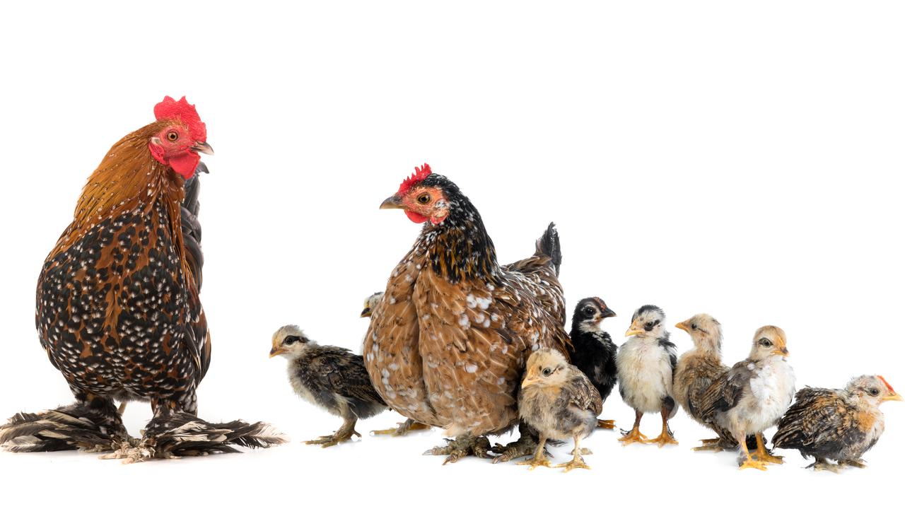 Remember; if you have a rooster your flock will grow. And grow. And grow. Picture: istock.