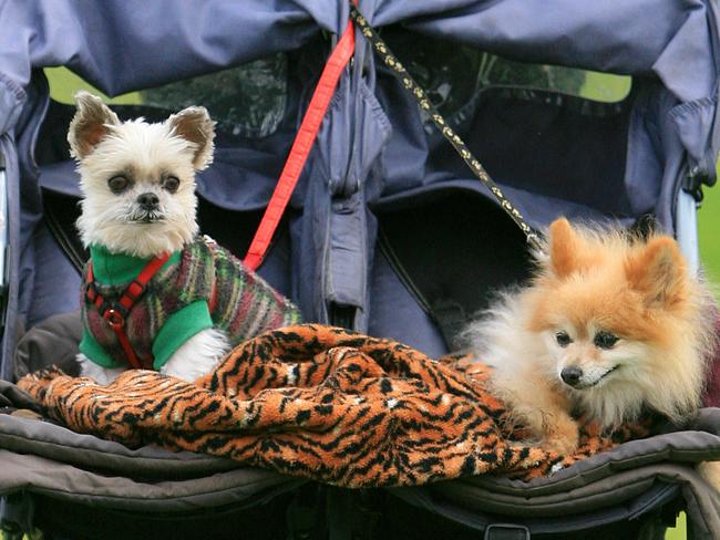 The million Paws walk took place across Victoria to raise funds for the RSPCA. Albert Park lake had a very large turn out of people and pets. Helen Robinson pushes her pram around as P.K. (griffen maltese) and Freddie (pomerain) take it easy as they comlpete a lap of the lake